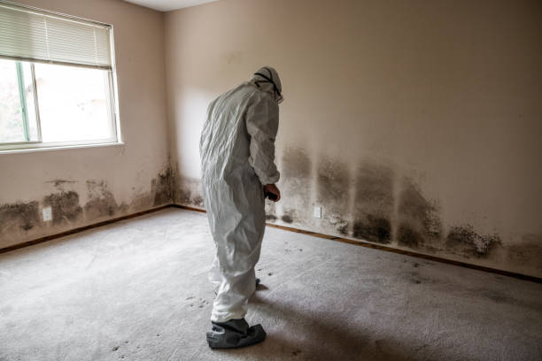 Reliable Titusville, PA Mold Removal Solutions